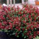 Skimmia Rubella