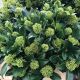 skimmia