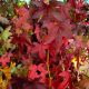 Liquidambar styraciflua 'Slender Silhouette'  • C7 L • 140/160 cm