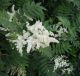 Sorbaria sorbifolia