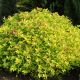 Spiraea japonica 'Golden Princes'
