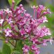 Syringa Dark Purple