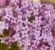 Syringa Josee