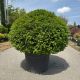 Taxus baccata Kugla