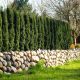 Taxus baccata Robusta