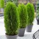 Thuja occ. Totem Smaragd