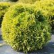 Thuja occ. 'Dawid' PBR