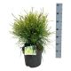 Platycladus or. 'Franky Boy' (thuja)