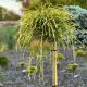 Thuja plicata Golden Whipcord