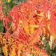 Rhus typhina 'Bailtiger'