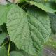 Tilia platyphyllos   • C2  L • 100 cm