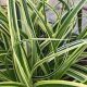 carex vanilla ice
