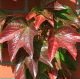 parthenocissus veitchii