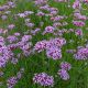 Bloeiwijze_van_Verbena_bonariensis