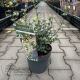 Viburnum Fairy Stars