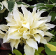 Hosta White Feather