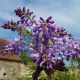 wisteria shiro kapitan fuji