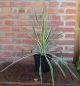 Yucca filamentosa  'Bright Edge ' • C3 L • 40+cm