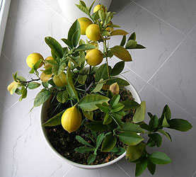 CITRUSI - Uputstvo za negu i sadnju