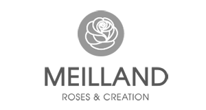 meilland slika