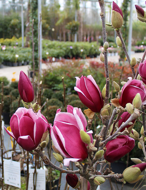 Magnolija